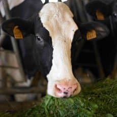 Parmigiano Reggiano (Parmesan cheese) PDO aged 36 months - 9