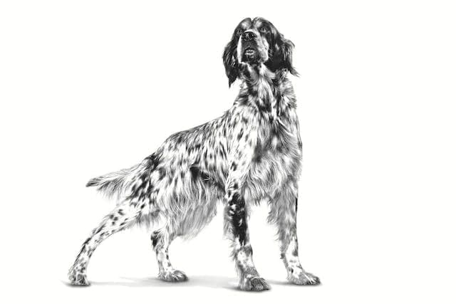 Royal Canin Gastro Intestinal Lf Dog Food, 1.5 kg - 3
