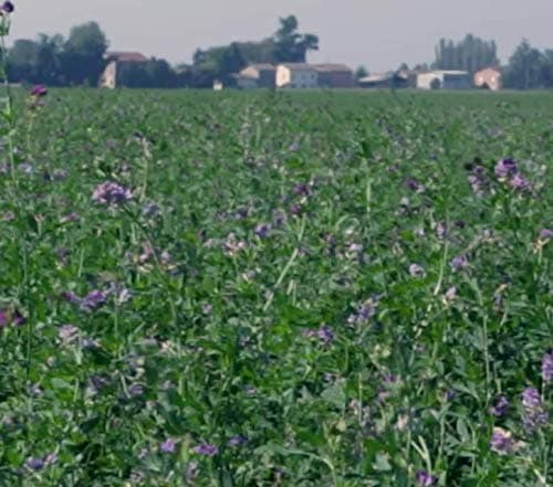 Parmigiano Reggiano (Parmesan cheese) PDO aged 36 months - 8