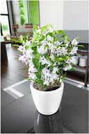Lechuza Self Watering Plant Pot CLASSICO 35 LS Garden Flower Indoor and Outdoor Plastic Planter with Drainage Hole D35 H33 cm White High-Gloss - 9