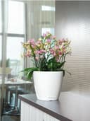 Lechuza Self Watering Plant Pot CLASSICO 35 LS Garden Flower Indoor and Outdoor Plastic Planter with Drainage Hole D35 H33 cm White High-Gloss - 8