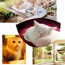 YIQI Window Mounted Cat Hammock for Cat Perch, Hanging Pet Bed with Suction Cup Comfortable, Durable, Solid, Storage Space (55x32cm) - 9