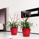 Lechuza Self Watering Plant Pot CLASSICO 43 LS Garden Flower Indoor and Outdoor Plastic Planter with Drainage Hole D43 H40 cm Red High-Gloss - 8