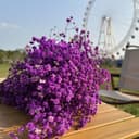 Gipizi Dried Baby's Breath Flowers Purple, 17inch Dried Natural Flowers Babys Breath Bulk with 3000 Buds, Real Dry Gypsophila for Wedding, Party, Wreath Floral DIY, Home Decor - 5