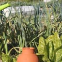 Olla Clay Vessel, Plant Watering Device, Terracotta Vacation Plant Waterer, Self Watering Device for Outdoor Plants 5L - 2
