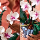 LEGO Icons Botanicals Bundle: Includes Wildflower Bouquet (10313) and Orchid (10311), Botanical Collection Sets with Artificial Flowers and Plants, Crafts for Adults, Home Decor Gift for Her or Him - 8