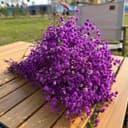 Gipizi Dried Baby's Breath Flowers Purple, 17inch Dried Natural Flowers Babys Breath Bulk with 3000 Buds, Real Dry Gypsophila for Wedding, Party, Wreath Floral DIY, Home Decor - 6