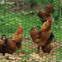 VOUNOT Chicken Wire Mesh Roll, PVC Coated Hexagonal Wire Mesh Fencing, Wire Poultry Netting, 1m x 25m, Hole Size: 25mm, Green - 3