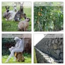 VOUNOT Chicken Wire Mesh Roll, PVC Coated Hexagonal Wire Mesh Fencing, Wire Poultry Netting, 1m x 25m, Hole Size: 25mm, Green - 4