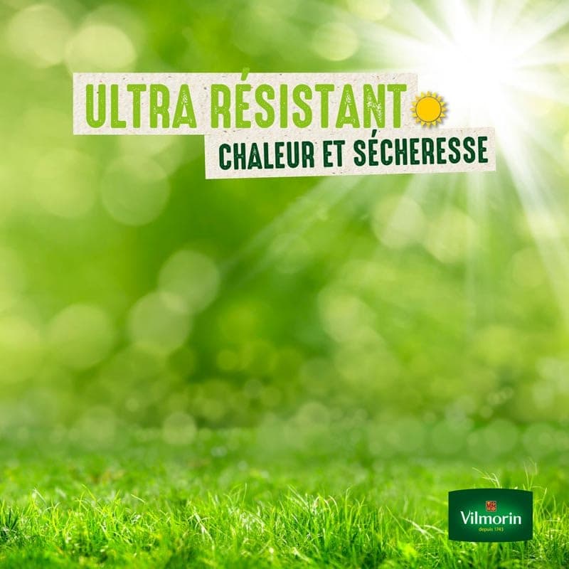 Vilmorin 4344512 Kikuyu Tropical Grass 500 g Green - 4