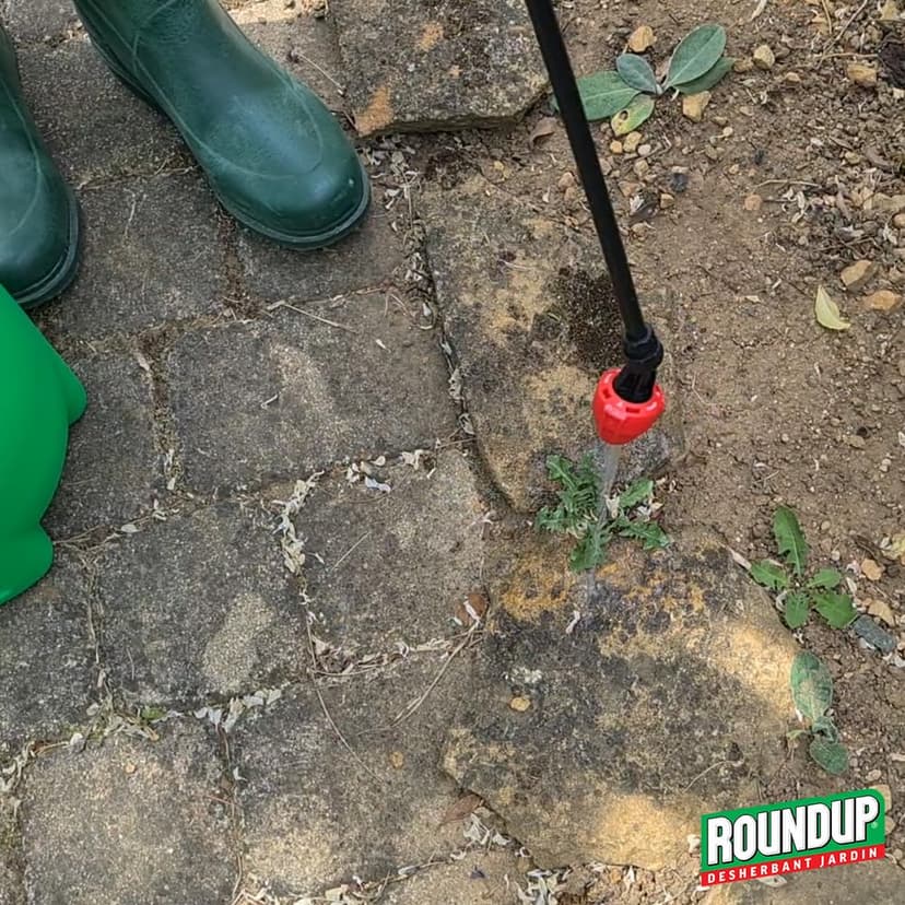 ROUNDUP Désherbant Concentré Cours, Allées & Terrasses – Format Économique 800ml – Action 2-en-1 Mauvaises Herbes & Mousses – Effets dès 1h - 6