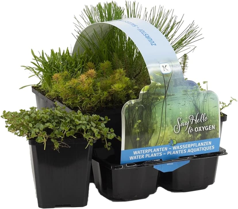 Bloomique - Lot de 6 - Plantes de bassin oxygénantes - Hippuris - Hydrocotyle - Lilaeopsis - Myriophyllum - Rotala - Scirpus - Zone de bassin 5 - Hauteur 15-25 cm - Pot 9 cm - 1