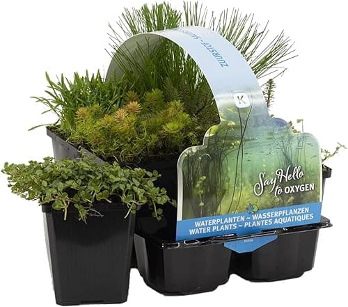 Bloomique - Lot de 6 - Plantes de bassin oxygénantes - Hippuris - Hydrocotyle - Lilaeopsis - Myriophyllum - Rotala - Scirpus - Zone de bassin 5 - Hauteur 15-25 cm - Pot 9 cm